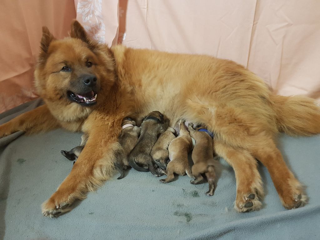 De L'eden De Saint Roch - Eurasier - Portée née le 27/06/2018