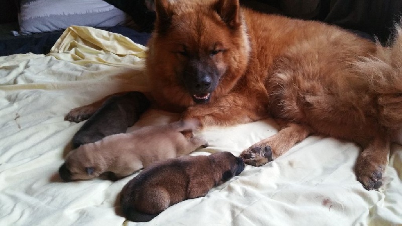 Chiot Eurasier De L'eden De Saint Roch